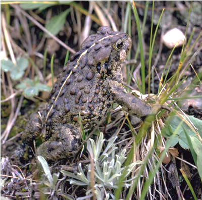 Freeport McMoRan Climax Molydenum boreal toad